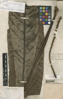 Type of Anakasia simplicifolia Philipson [family ARALIACEAE]