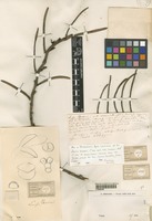 Type of Luisia beccarii Rchb. f. [family ORCHIDACEAE]