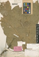 Lectotype of Erioglossum membranifolium Radlk. [family SAPINDACEAE]