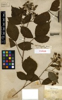 Type? of Rubus rudis Weihe & Nees [family ROSACEAE]