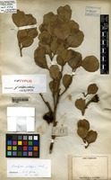 Isotype of Eucalyptus platypus Hook. [family MYRTACEAE]