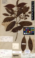 Type of Eugenia patens Poir. [family MYRTACEAE]