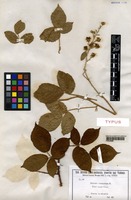 Type of Rubus venustus A. Favrat [family ROSACEAE]