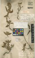Type of Cistus osbeckiaefolius Webb ex Christ [family CISTACEAE]