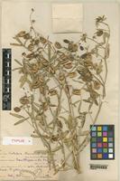 Type of Crotalaria barnabassii Dinter ex Bak. f. [family LEGUMINOSAE-PAPILIONOIDEAE]