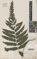 Type of Acrostichum quoyanum Gaudich. [family PTERIDACEAE]