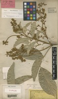Isotype of Hebecoccus ferrugineus Radlk. [family SAPINDACEAE]