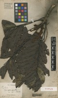 Type of Cupaniopsis azantha Radlk. [family SAPINDACEAE]