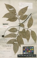 Syntype of Sarcopteryx melanophloea Radlk. [family SAPINDACEAE]