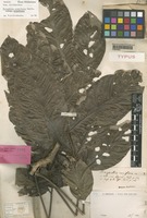 Holotype of Harpullia ramiflora Radlk. [family SAPINDACEAE]