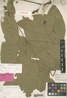 Syntype of Erioglossum membranifolium Radlk. [family SAPINDACEAE]