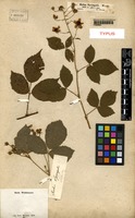 Type? of Rubus sprengelii Weihe [family ROSACEAE]