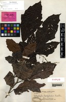 Isotype of Allophylus leptocladus Radlk. [family SAPINDACEAE]