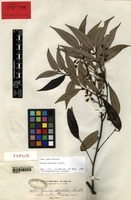 Isolectotype of Guioa discolor Radlk. [family SAPINDACEAE]