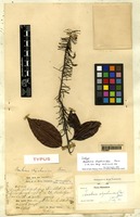 Isotype of Bauhinia strychnoidea Prain [family LEGUMINOSAE]