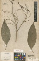 Type of Citharexylum macrophyllum Poir. [family VERBENACEAE]