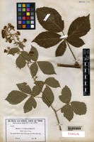 Type of Rubus erythrostemon A.Favrat [family ROSACEAE]