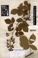 Type of Rubus venustus A. Favrat [family ROSACEAE]