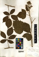 Filed as Rubus radula Weihe [family ROSACEAE]