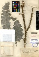 Type of Onopordum tauricum Willd. var. mazzocchianum Pamp. [family ASTERACEAE]