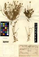 Type of Aaronsohnia factorovskyi Warb. et Eig [family ASTERACEAE]