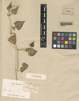 Type of Adenocline acuta Baill. [family EUPHORBIACEAE]