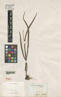 Type of Vittaria ensiformis Sw [family VITTARIACEAE]