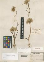 Type of Allium erdelii Zucc. var. pilosum Pamp. [family LILIACEAE]