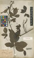 Type of Serjania pyramidata Radlk. [family SAPINDACEAE]