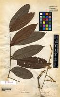 Type of Porocystis toulicioides Radlk. [family SAPINDACEAE]