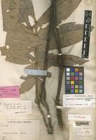 Lectotype of Otophora ramiflora Radlk. [family SAPINDACEAE]