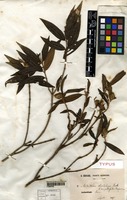 Type of Melastoma obvolutum Jack var. angustifolia Cogn. [family MELASTOMATACEAE]