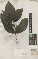 Type of Nauclea cumingiana Vidal [family RUBIACEAE]