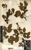 Type of Rubus vulpinus Desf. [family ROSACEAE]