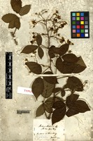 Type of Rubus arrhenii Lange [family ROSACEAE]