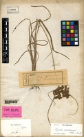 Type of Cyperus eumorphus Steud. [family CYPERACEAE]