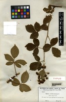 Type of Rubus erythrostemon A.Favrat [family ROSACEAE]