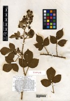 Type of Rubus casparyi Wirt. [family ROSACEAE]