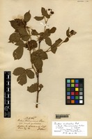 Rubus sulcatus Vest [family ROSACEAE]