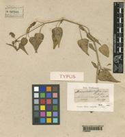 Type of Adenocline acuta Baill. [family EUPHORBIACEAE]