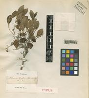 Type of Elaeodendron croceum DC. [family CELASTRACEAE]