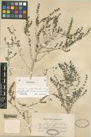 Isotype of Salsola cruciata Chevall. var. vesceritensis Chevall. [family CHENOPODIACEAE]