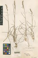 Type of Dactylis glomerata L. var. spicata Pamp. [family GRAMINEAE]