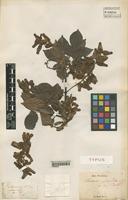 Type of Serjania pyramidata Radlk. [family SAPINDACEAE]
