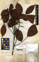 Type of Paullinia tricornis Radlk. [family SAPINDACEAE]