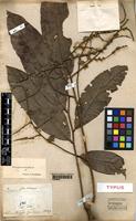 Type of Porocystis toulicioides Radlk. [family SAPINDACEAE]