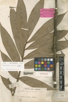Syntype of Otophora ramiflora Radlk. [family SAPINDACEAE]