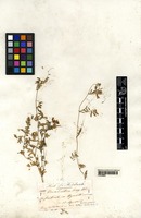 Filed as Vicia cretica Boiss. & Heldr. [family LEGUMINOSAE]