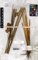 Type of Juncus valdiviae Steud. [family JUNCACEAE]