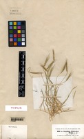 Type of Aegilops kotschyi Boiss. [family POACEAE]